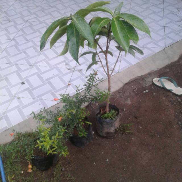 JAMBU DARSONO/ JAMBU BOL