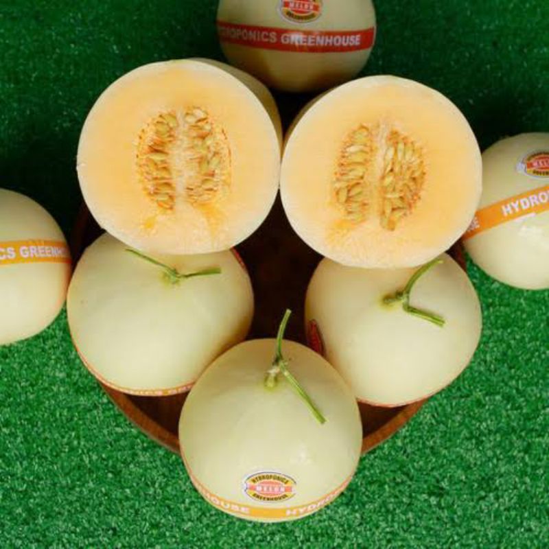 benih melon honeydew F1 setipe super salmon sweet D dan kirani