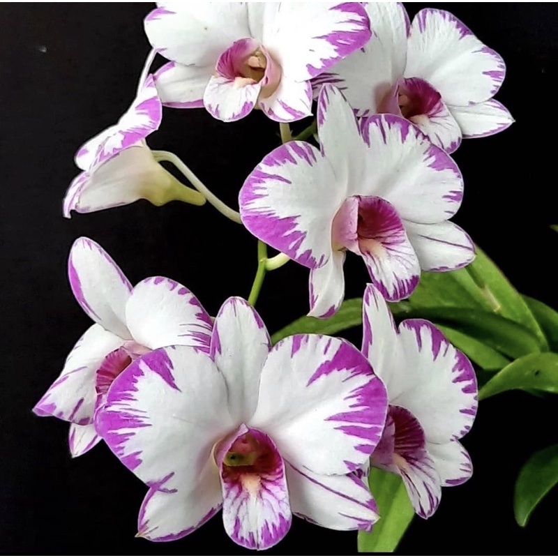 Seedling anggrek dendrobium enobi splash-tanaman hidup-bunga hidup murah-anggrek-(tanaman hias hidup