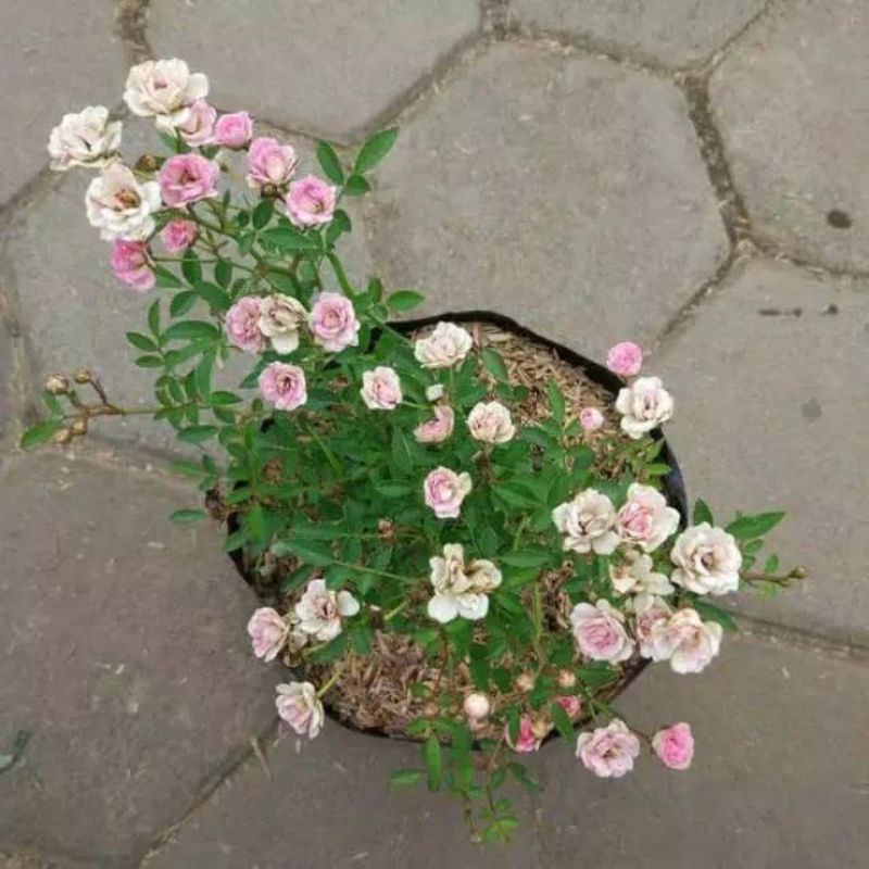 bunga mawar Beby rose/mawar baby/mawar mini