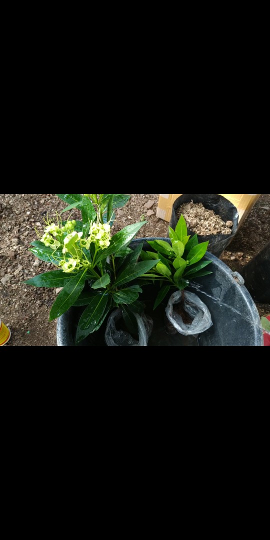 Xhantos Kuning 35-40cm