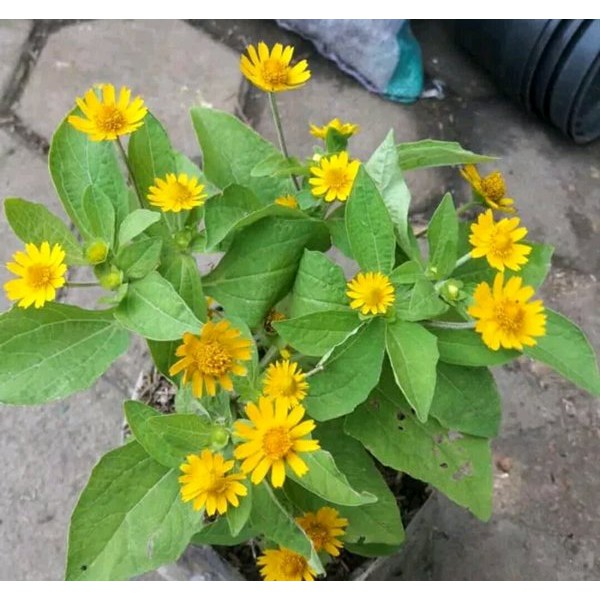 Tanaman Hias Bunga Matahari Mini pohon matahari bunga kecil