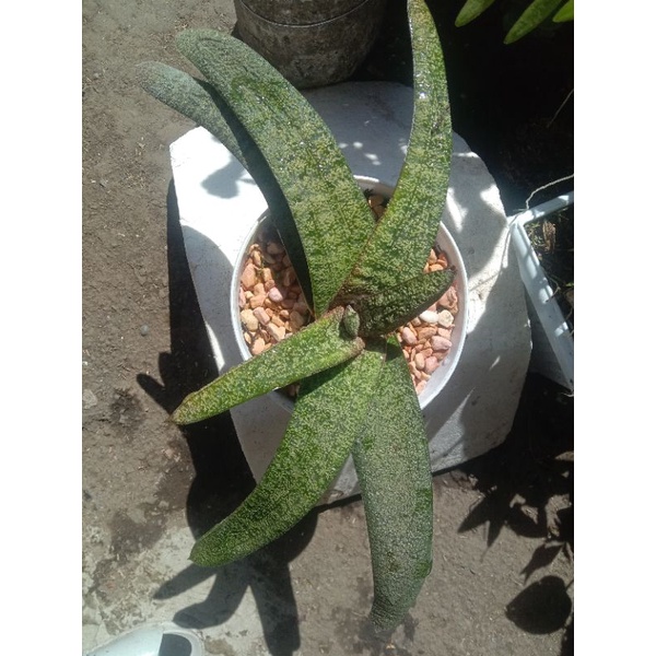 tanaman kaktus sekulen ukuran besar