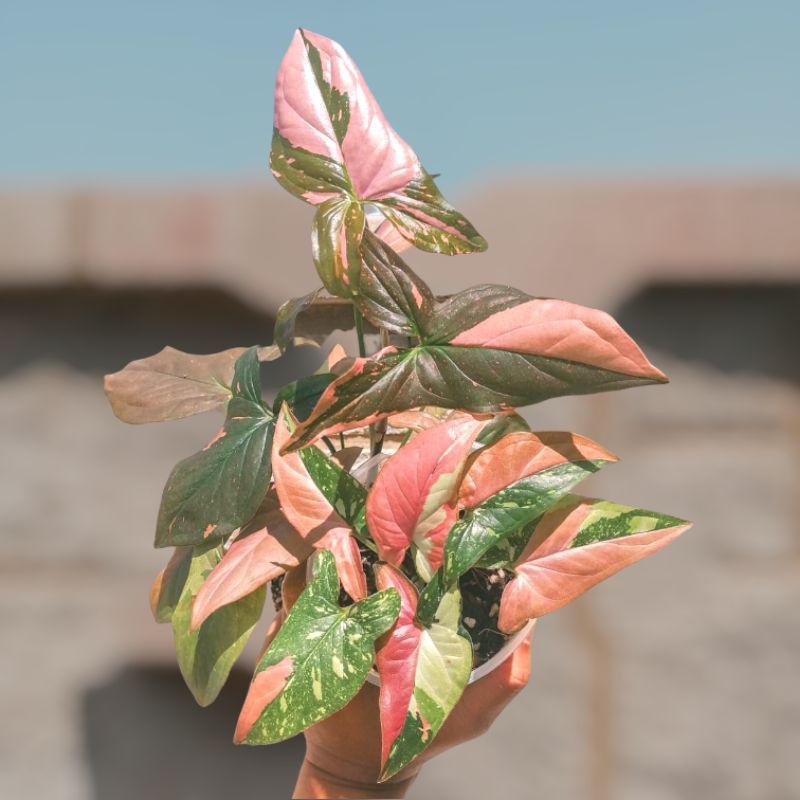 Syngonium Pink Splash / Tanaman Hias Syngonium Pink Splash Murah