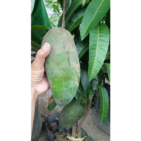 Bibit mangga kiojay premium asli 1 meter