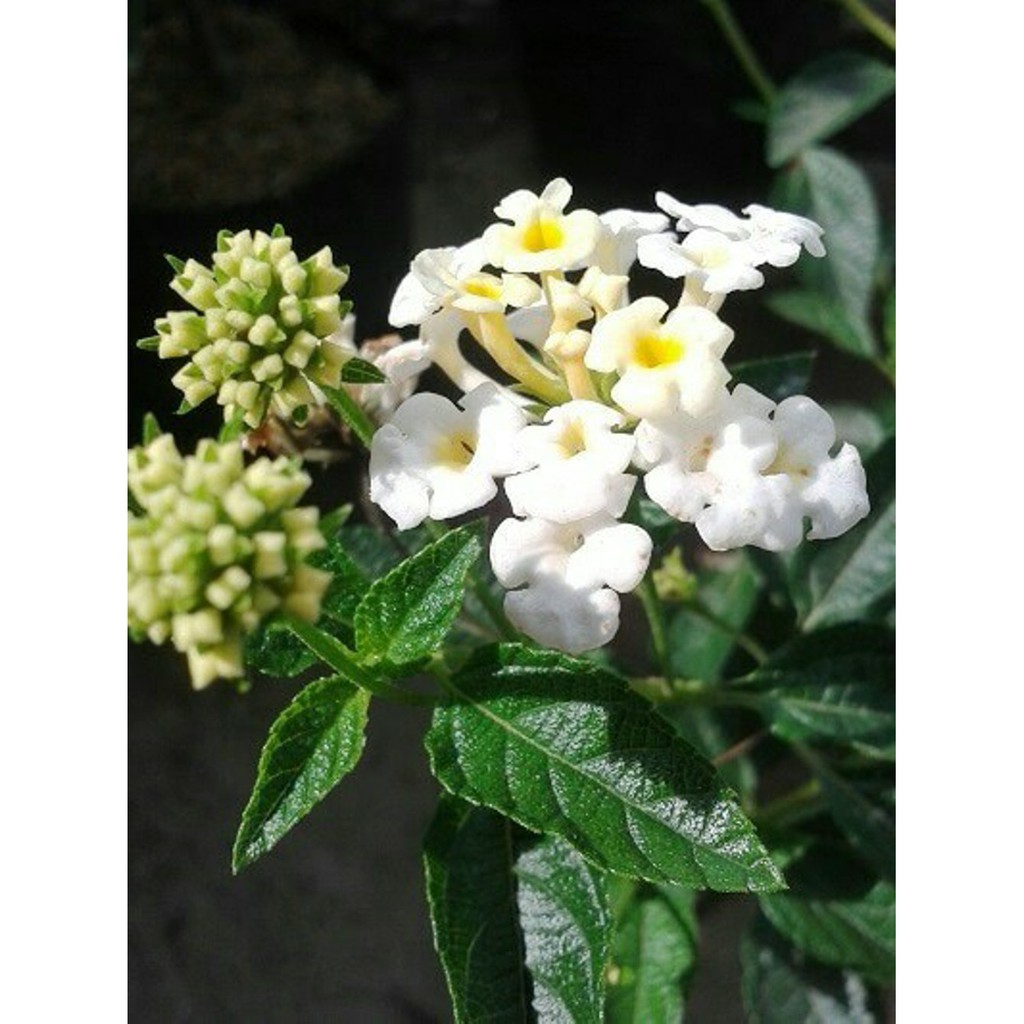 Tanaman Bunga Lantana Putih - Lantana sp