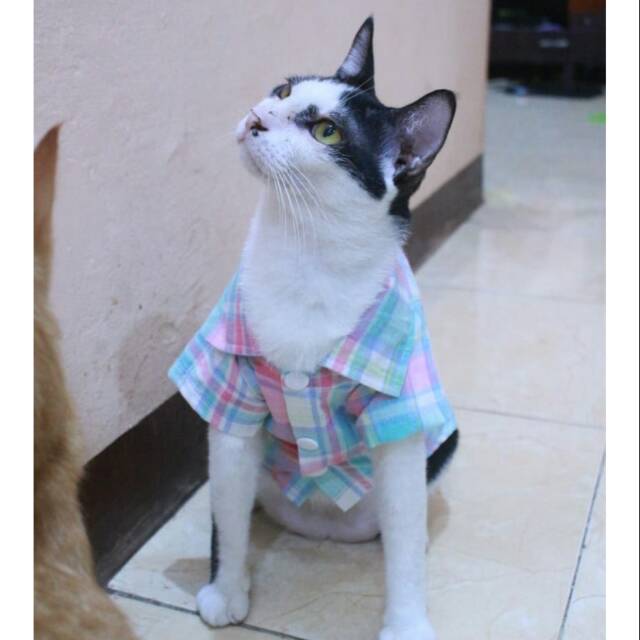 Kemeja kotak-kotak pelangi lucu untuk kucing dan anjing size S M L XL