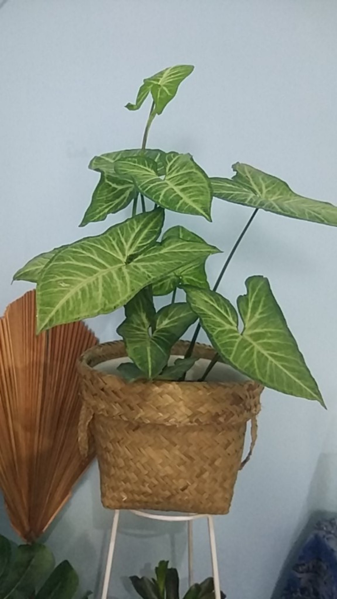 Keranjang Tanaman Ukuran 20 Cm