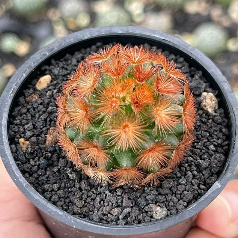 Kaktus Mammillaria Carmenae Merah Kuning