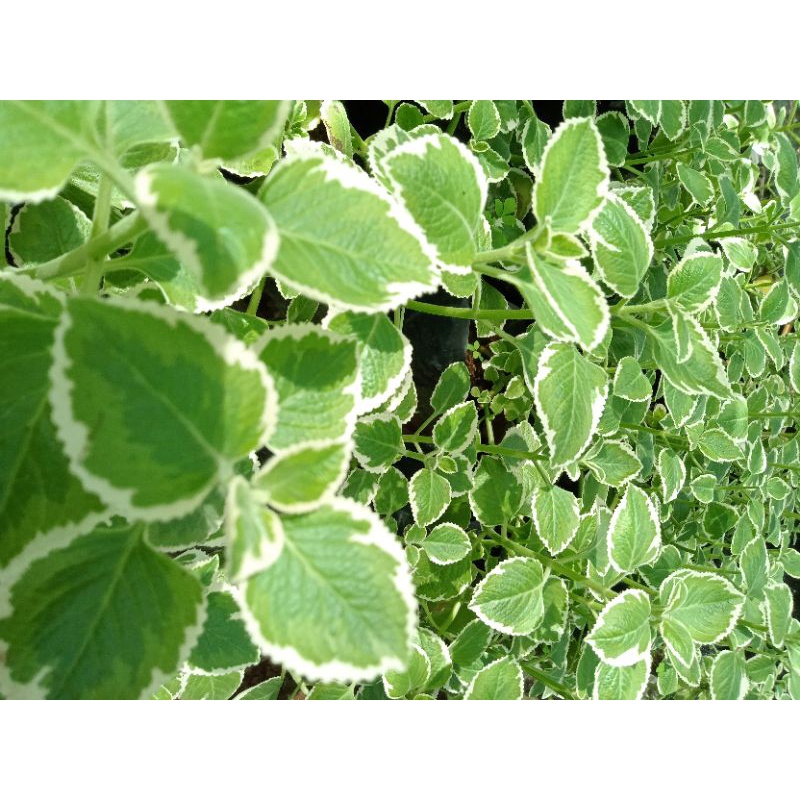 Tanaman hias miana bludru hijau putih murah meriah