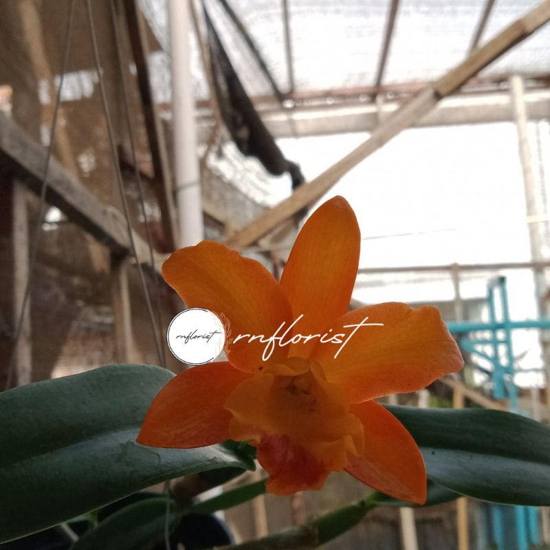 Anggrek Catleya Dewasa