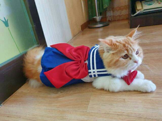 Dress sailormoon original lucu untuk kucing dan anjing / baju kucing murah size S M L XL