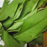 

Daun Kunyit