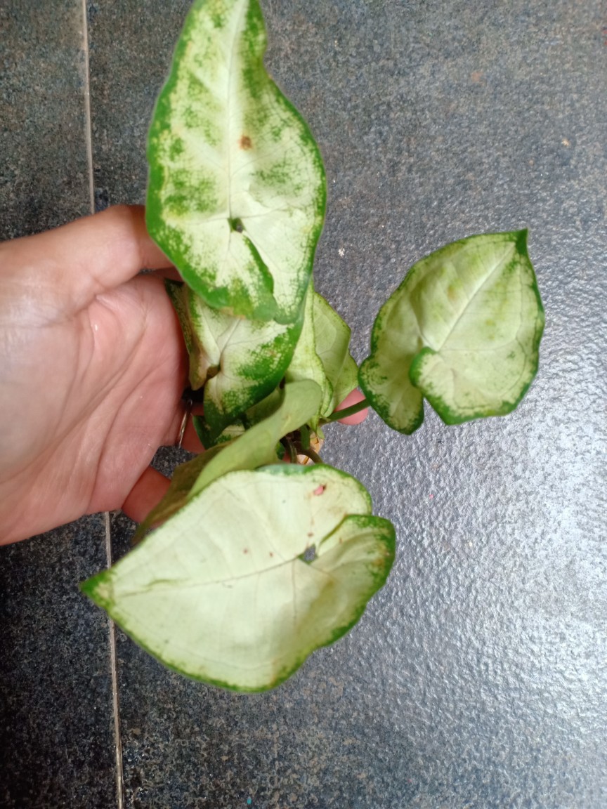 Tanaman Hias Keladi Putih Mini/caladium Mini