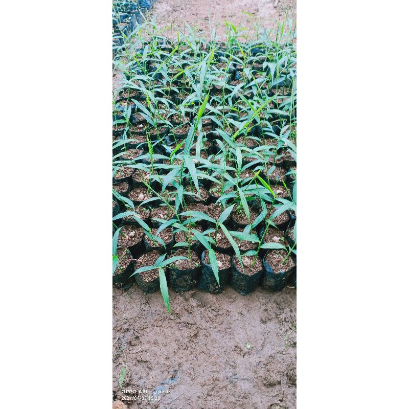 

Promo 100 bibit jahe merah super