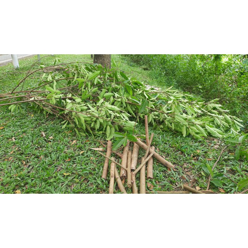 Bahan Bonsai Loa ,isi 5 btang pohon LOA (Ficus Racemosa)
