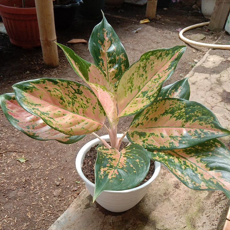 aglonema kochin brown