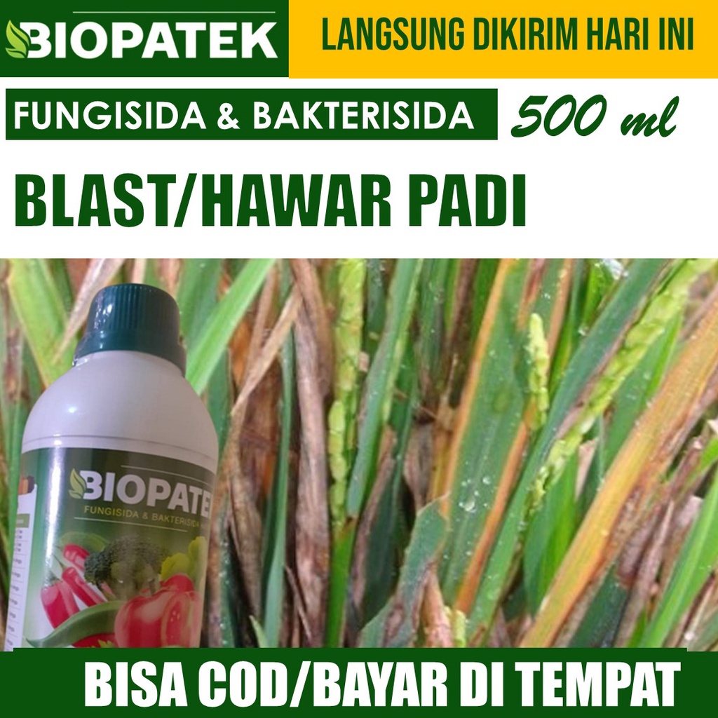 (BAYAR DI RUMAH) OBAT KRESEK/HAWAR PADI BIOPATEK MUJARAB - PUPUK FUNGISIDA BLAST PADI, OBAT HAMA KRE