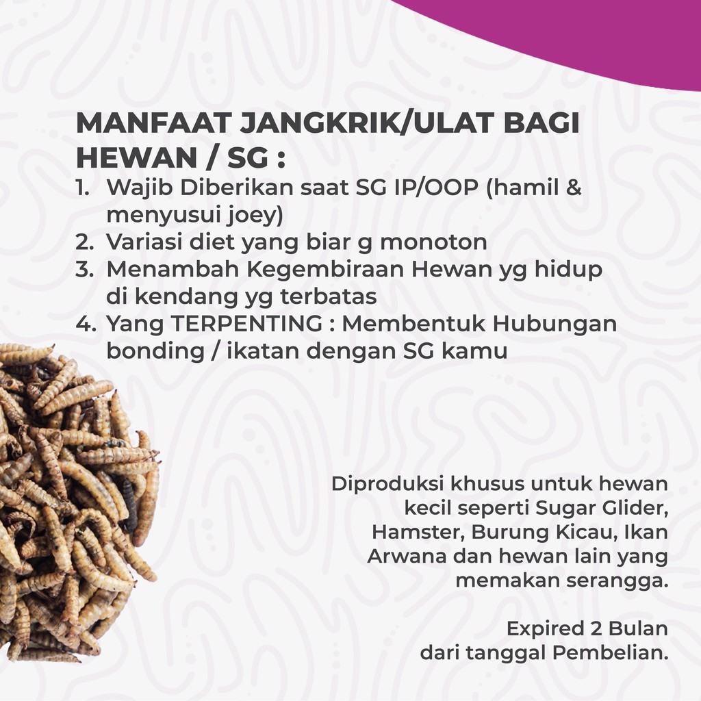 ADEWAP GLIDER Maggot Kering Camilan Serangga Sugar Glider