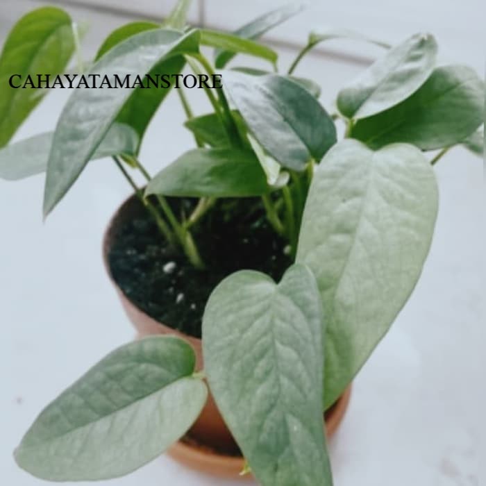 tanaman hias philodendron cebu blue - philo cebu blue