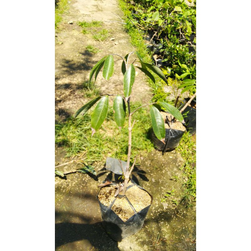 Paket leci kom dataran rendah & anggur pohon