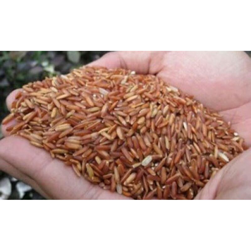 bibit padi beras merah