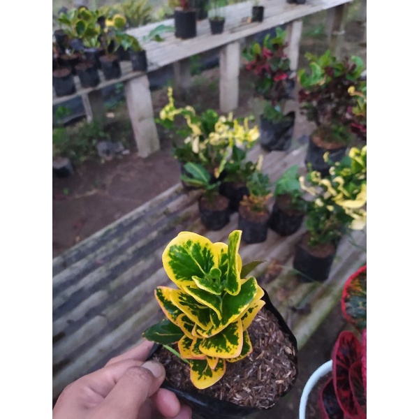 puring apel koin/mawar