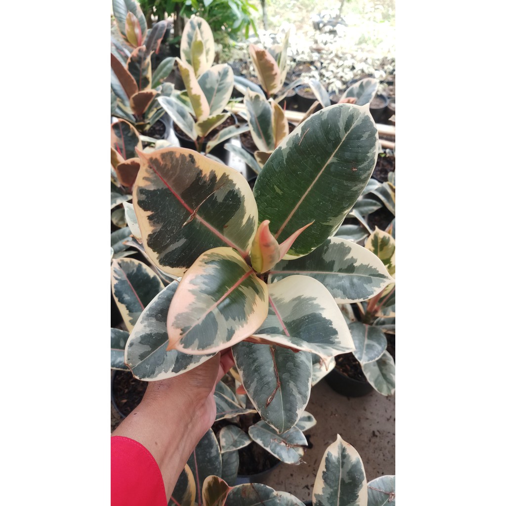 Ficus Elastica Tineke Varigata Tanaman Hias - Karet Kebo - Rubber Plan