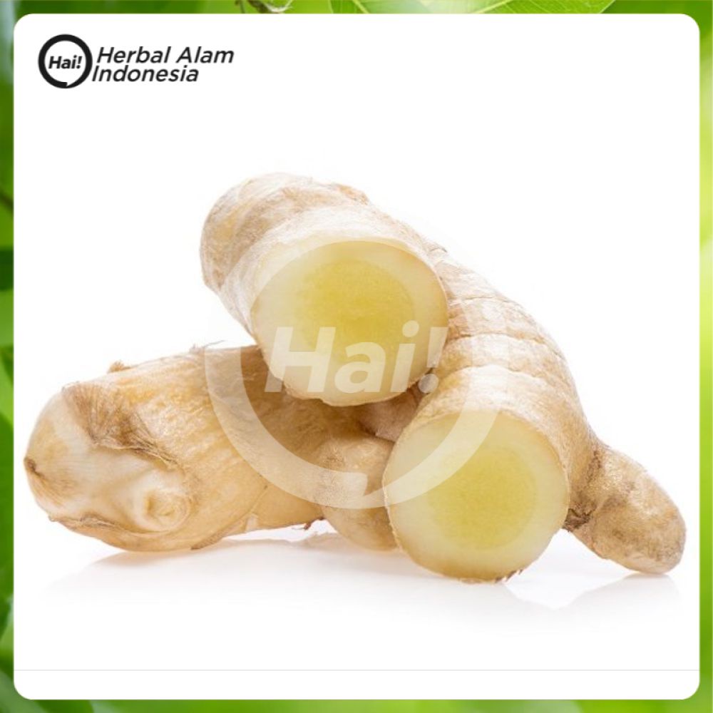 

Kunyit putih curcuma zeoadiaria Segar 1kg HAI STORE
