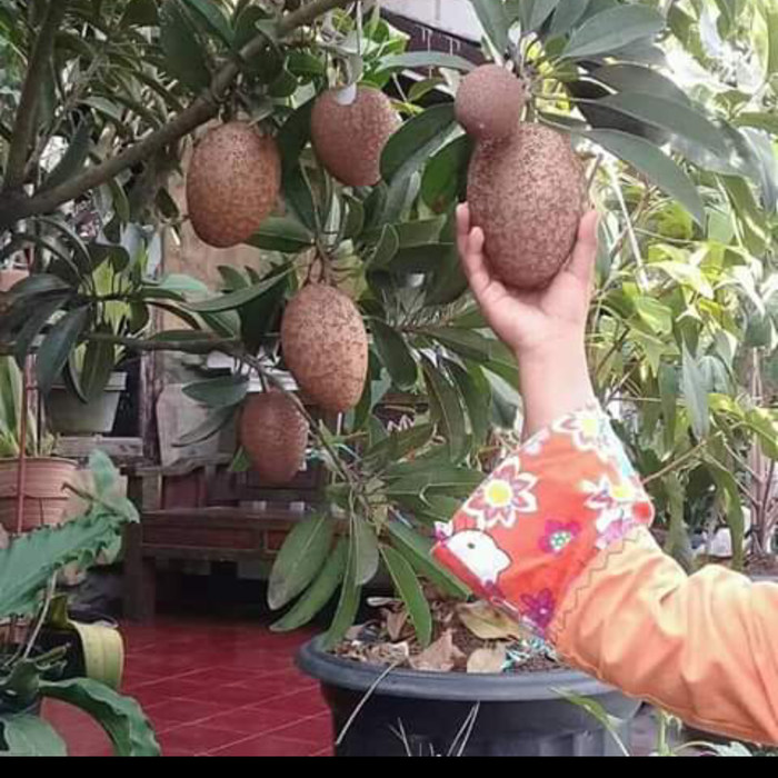Bibit Pohon Buah Sawo Jumbo Thailand besar manis