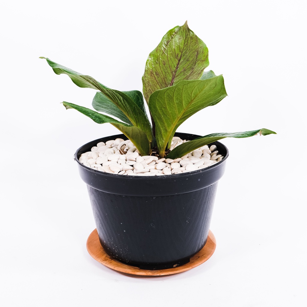 Anthurium Jemani Cobra Hitam