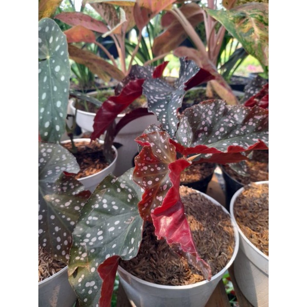 Tanaman hias begonia polkadot keriting