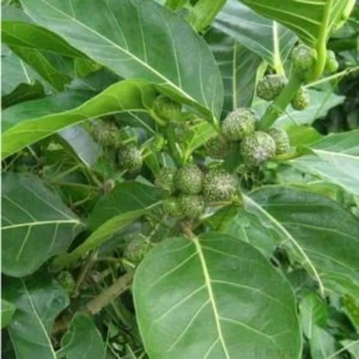 

Daun Awar Awar Segar TERLARISSS 500gram