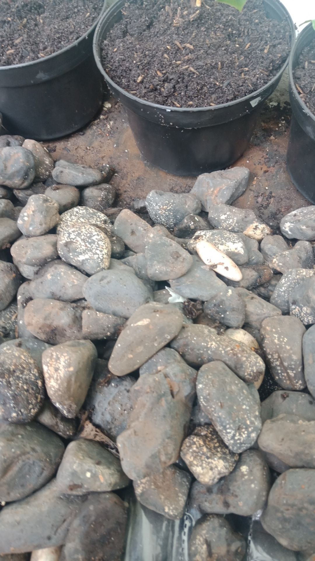 Surat Karantina/sekali Chekout/1 No Resi