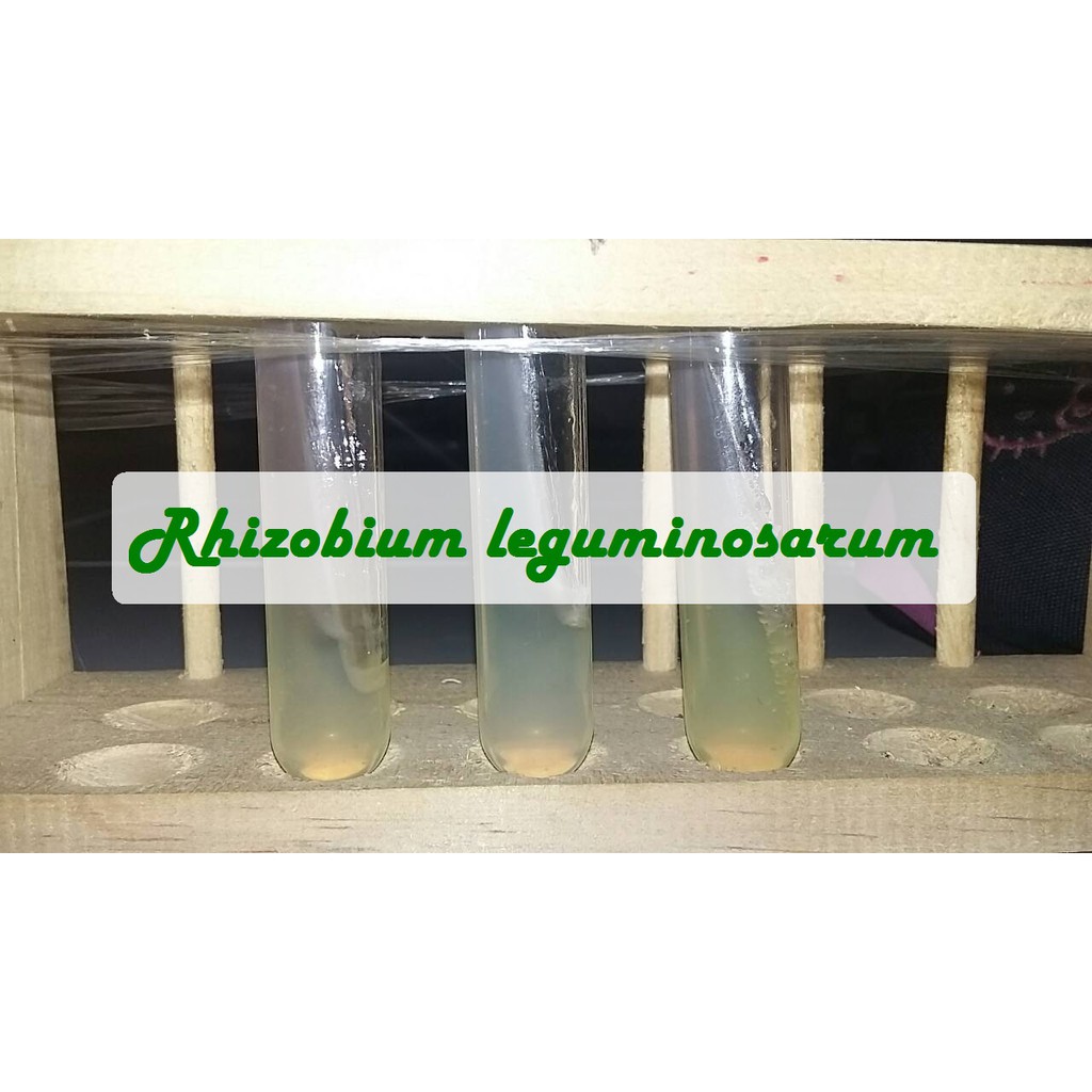 Biakan Rhizobium Leguminosarum Murni Isolat Rhizobium