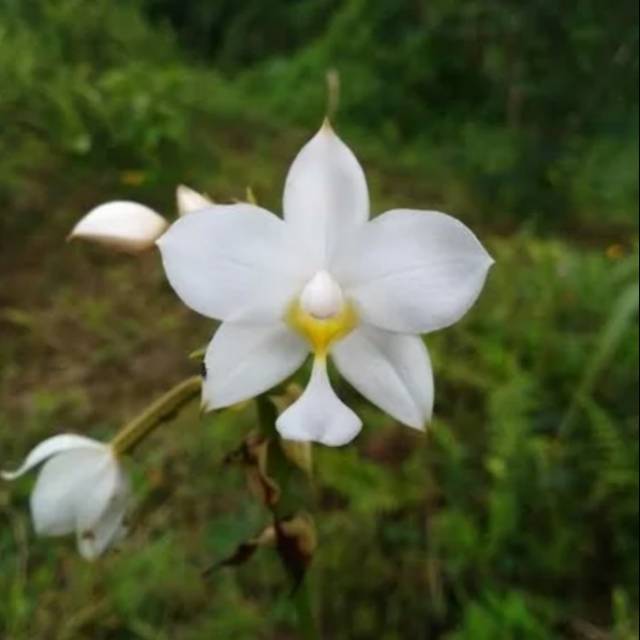 Anggrek tanah Putih spathoglottis putih