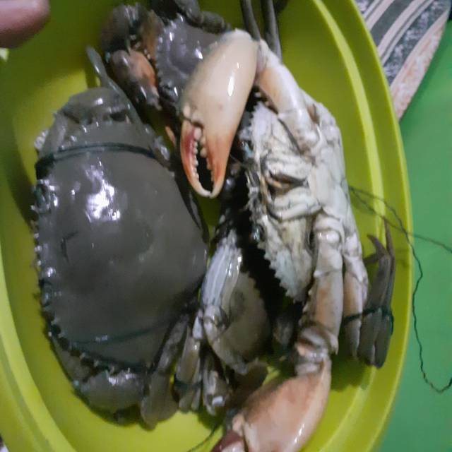 

Aneka ikan laut segar langsung dari nelayan