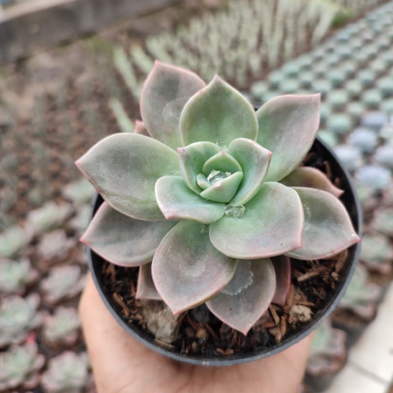 Graptoveria Albert Baynes | DP 10Cm | Sukulen