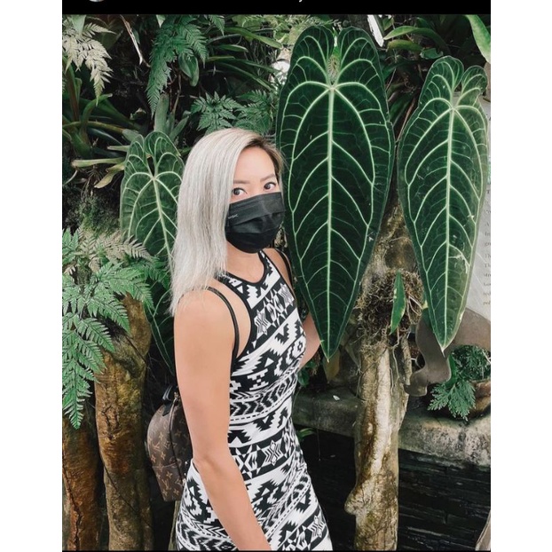 anthurium lidah gajah