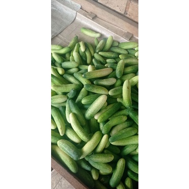 

Timun Segar 1kg