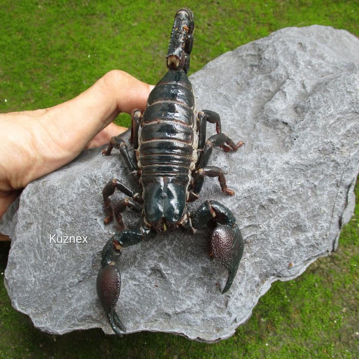 Emperor Scorpion Pandinus Imperator