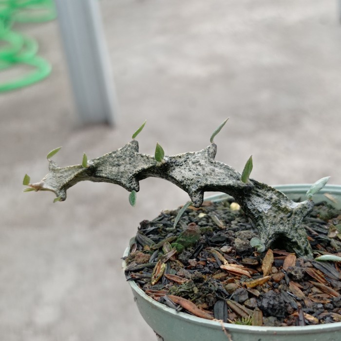 ceropegia bosseri KAKTUS SUKULEN TANAMAN HIAS