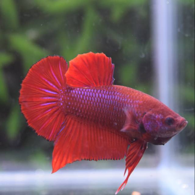 Cupang plakat hellboy cocok untuk indukan