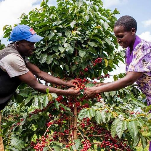 

Uganda Kuku Asili Semi Anaerobic Natural Coffee 250gr