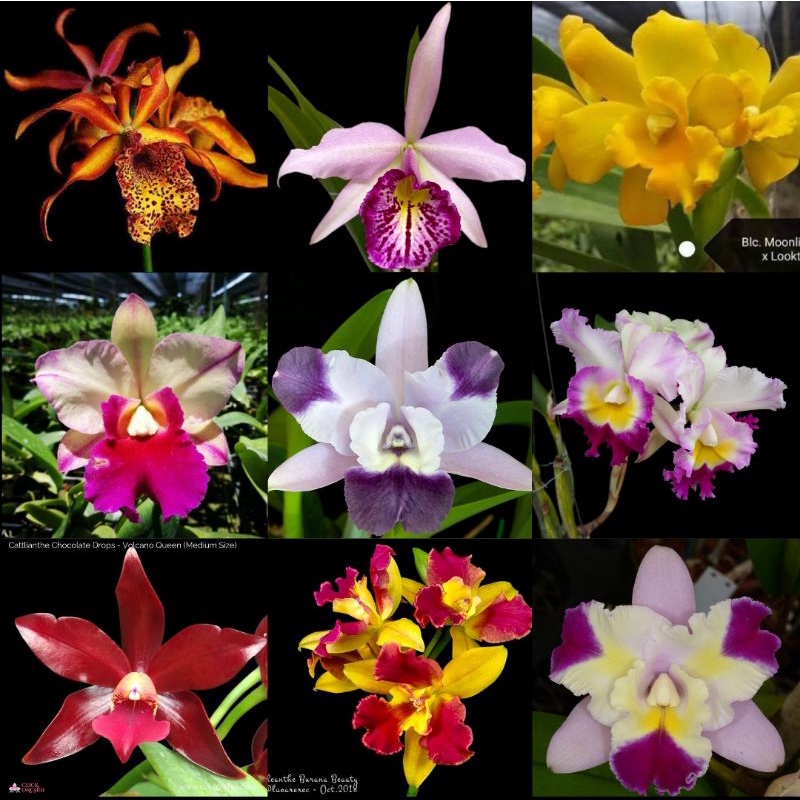 Anggrek cattleya dewasa siap bunga