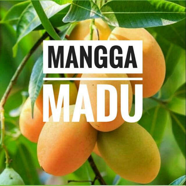 Bibit Mangga Madu Termurah || Bibit Mangga Murah