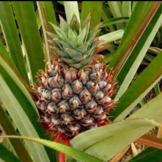 

Daun nanas fresh 500 gram