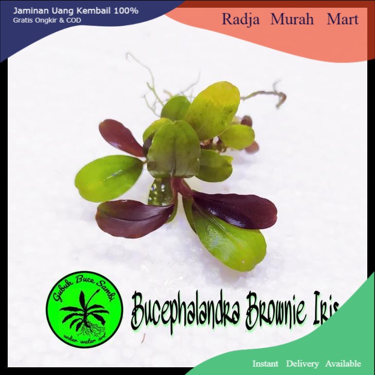 

Bucephalandra Sp Brownie Iris