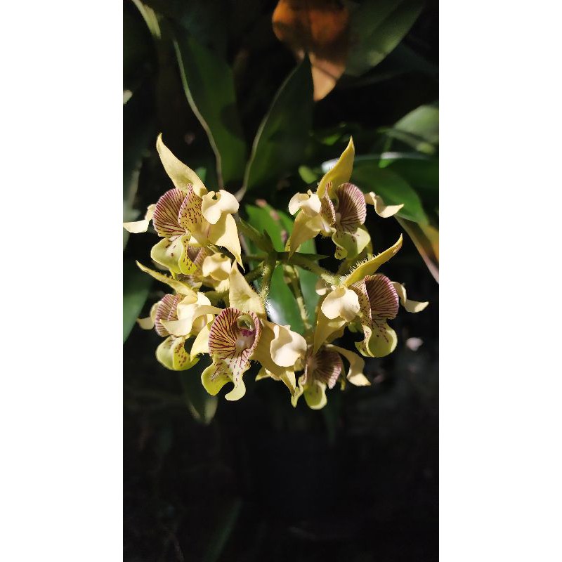 Macrophyllum gunung jawa