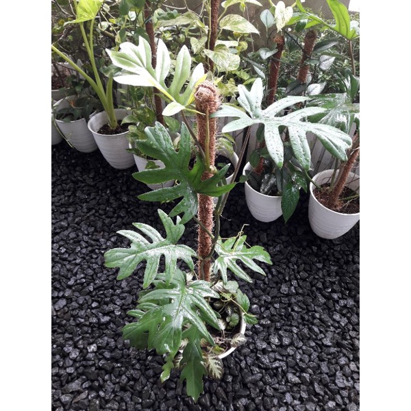 philodendron mayo / philo mayoi